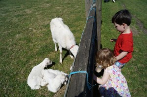 Grimsbury baby goats