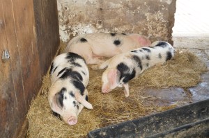 Grimsbury pigs