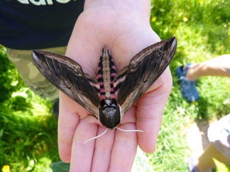BioBlitz moth