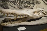 14390888_10153791501506811_7573038433195653026_n