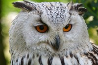 owl-62703_960_720